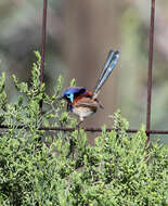 Image of Purple-backed Fairywren