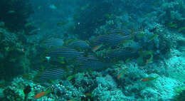 Image of Indian Ocean oriental sweetlips