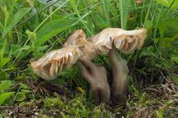 Image of Neohygrocybe Herink