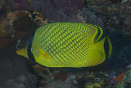 Image of Latticed Butterflyfish