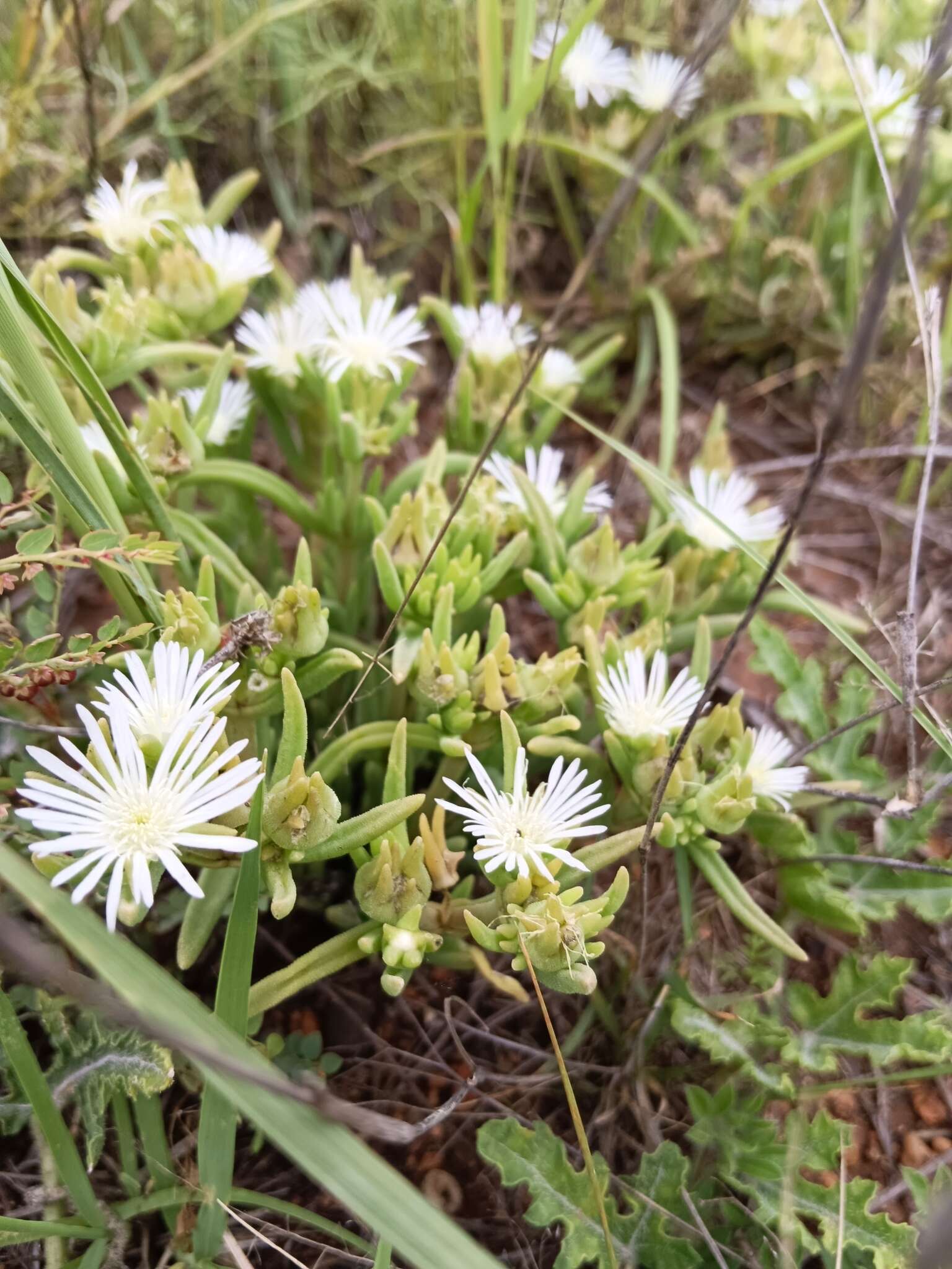 Imagem de Delosperma herbeum (N. E. Br.) N. E. Br.