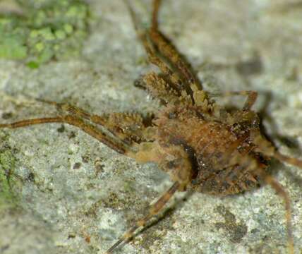 Image of Algidia cuspidata multispinosa Forster 1954