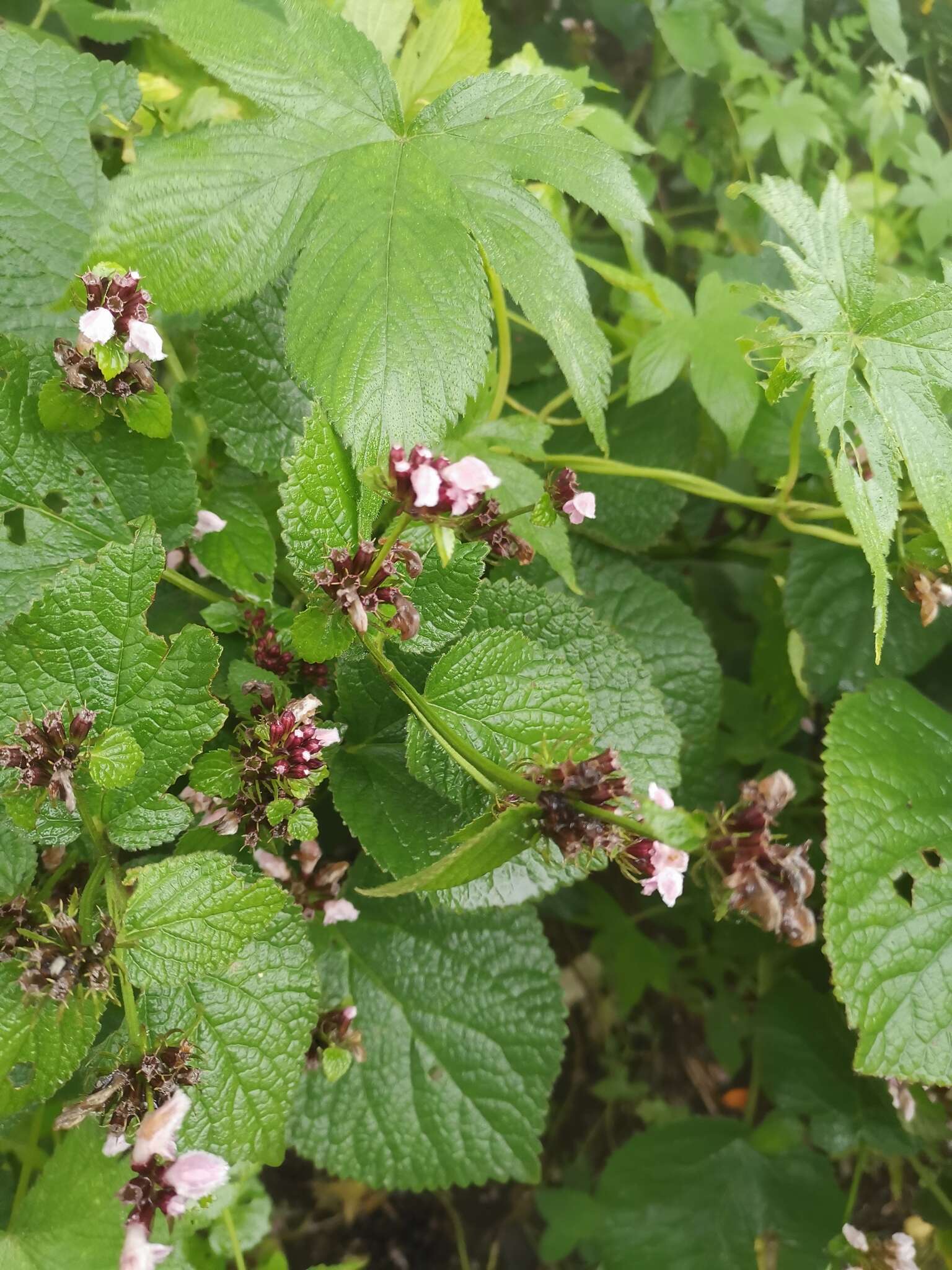 Слика од Phlomoides umbrosa (Turcz.) Kamelin & Makhm.