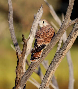 Image of Australian Kestrel