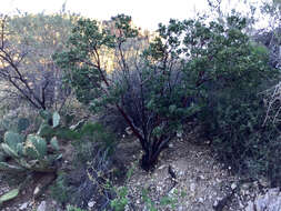 Image of pointleaf manzanita