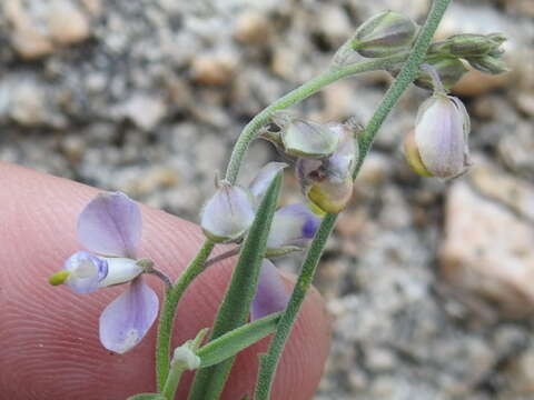 Image of blue milkwort