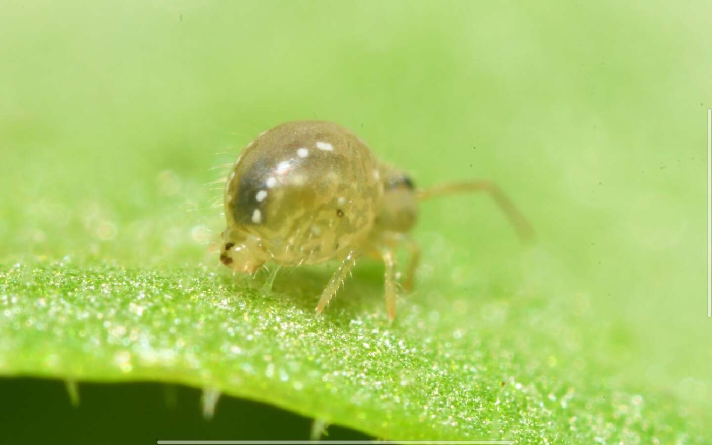 Sminthurus viridis (Linnæus & C 1758)的圖片