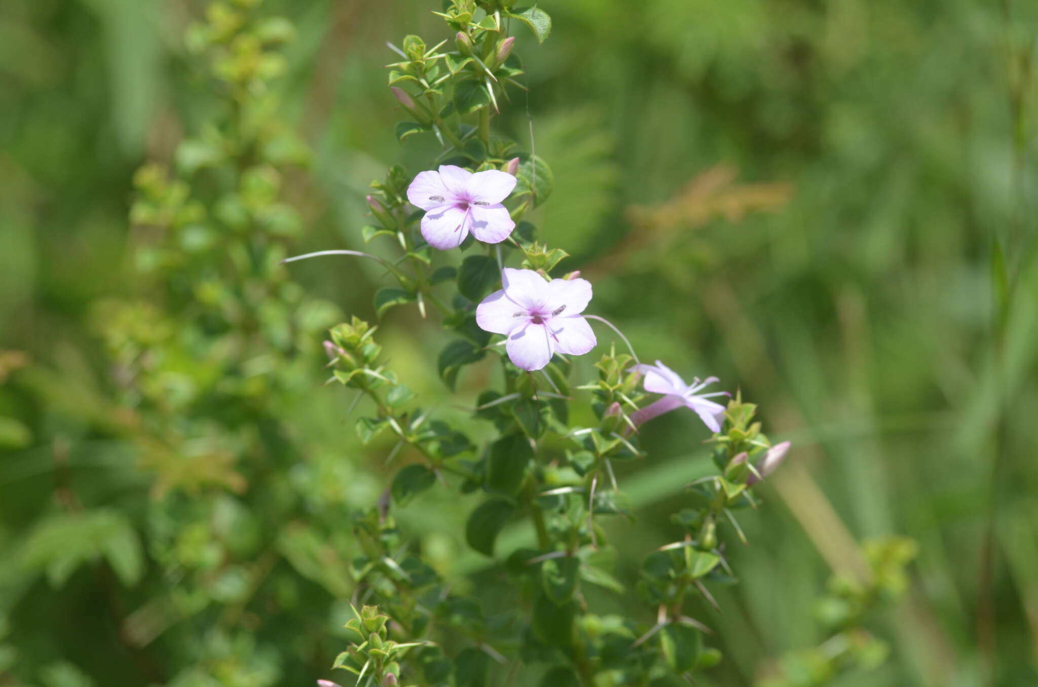 Imagem de Barleria mysorensis Heyne