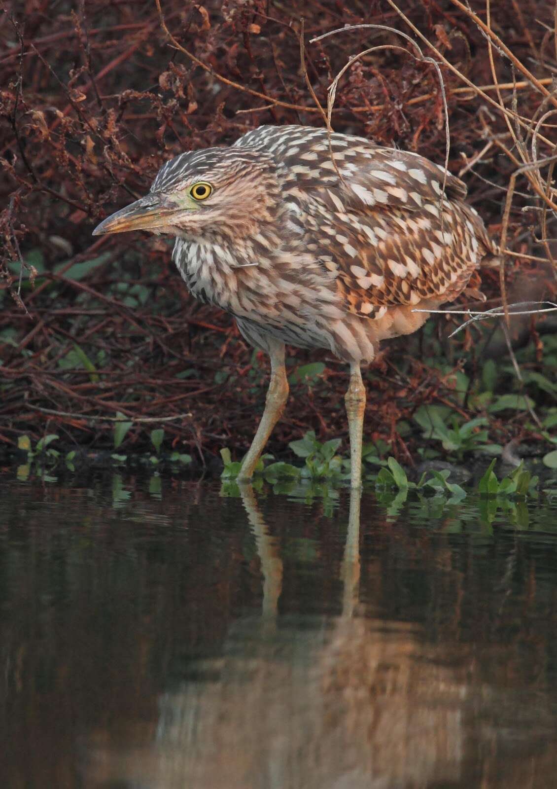 Image of Nankeen Night Heron