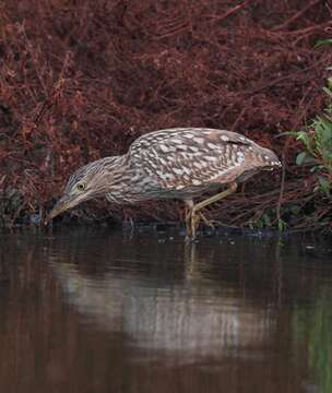 Image of Nankeen Night Heron