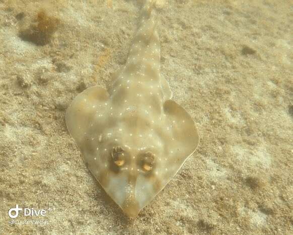 Image of Gorgona guitarfish