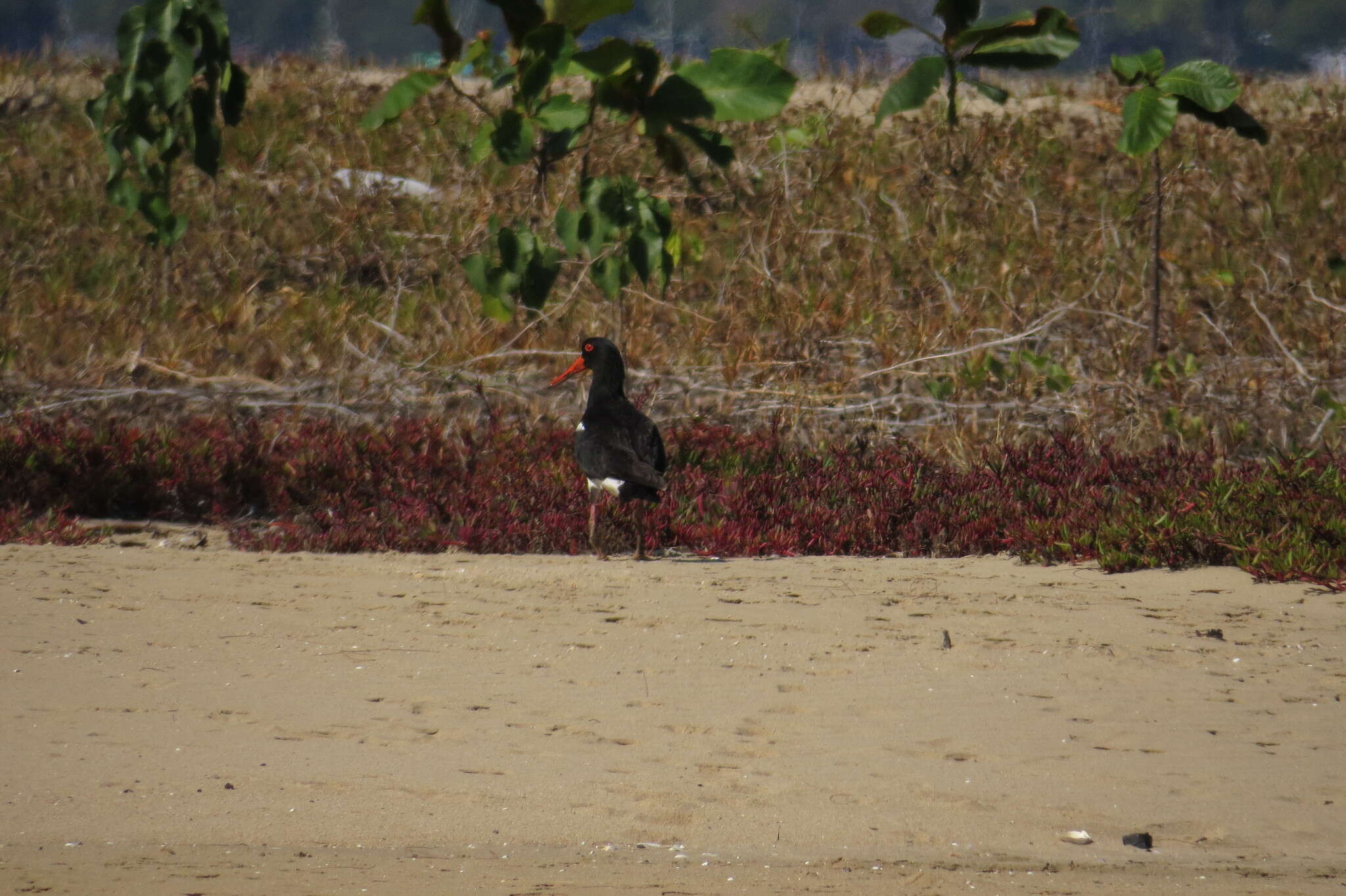 Image of Australian Pied Oystercatcher