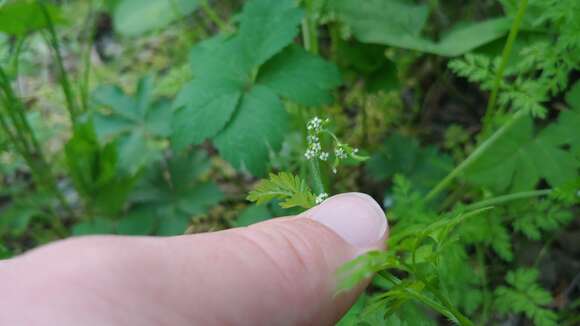 Image of spreading chervil