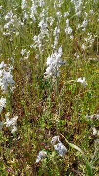 Delphinium variegatum subsp. kinkiense (Munz) M. J. Warnock的圖片