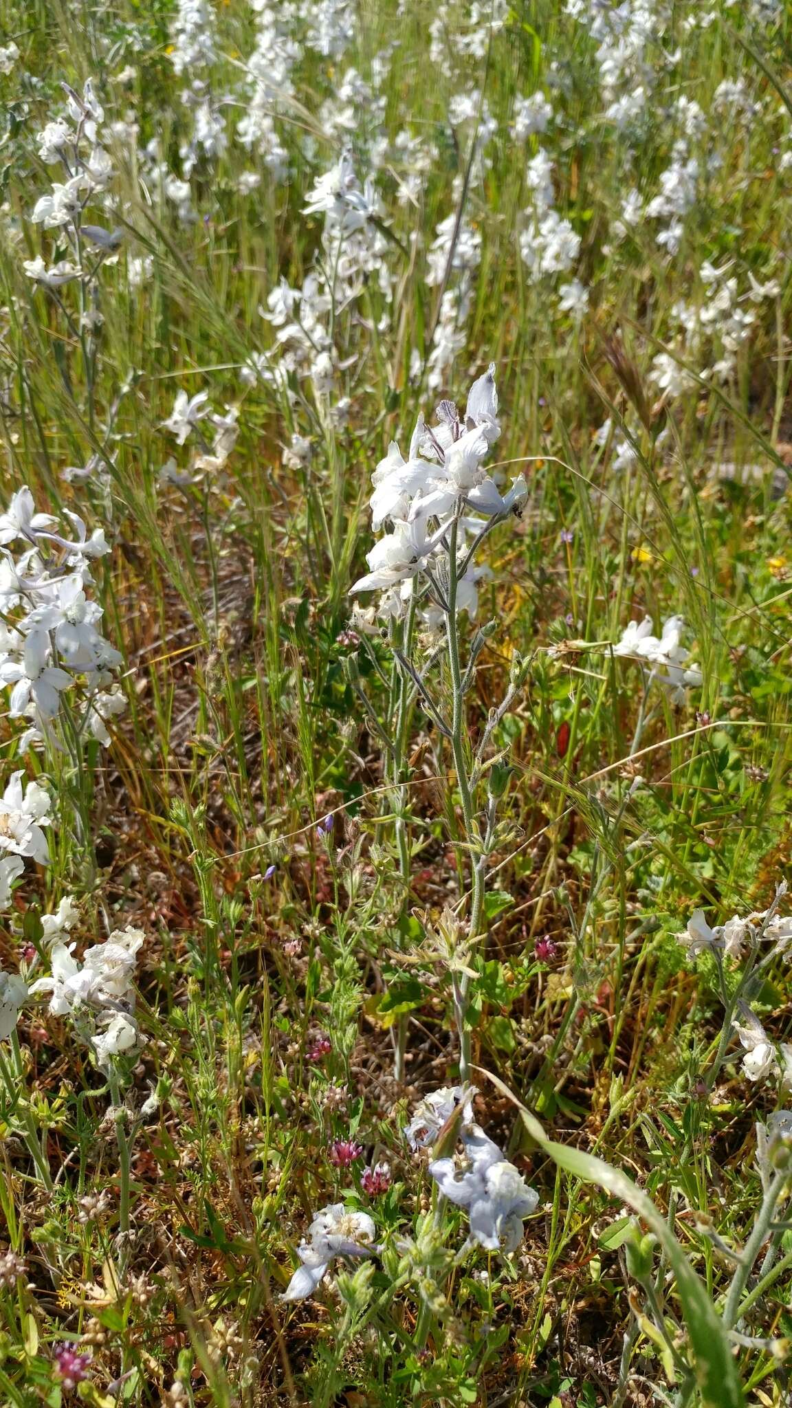 Delphinium variegatum subsp. kinkiense (Munz) M. J. Warnock的圖片