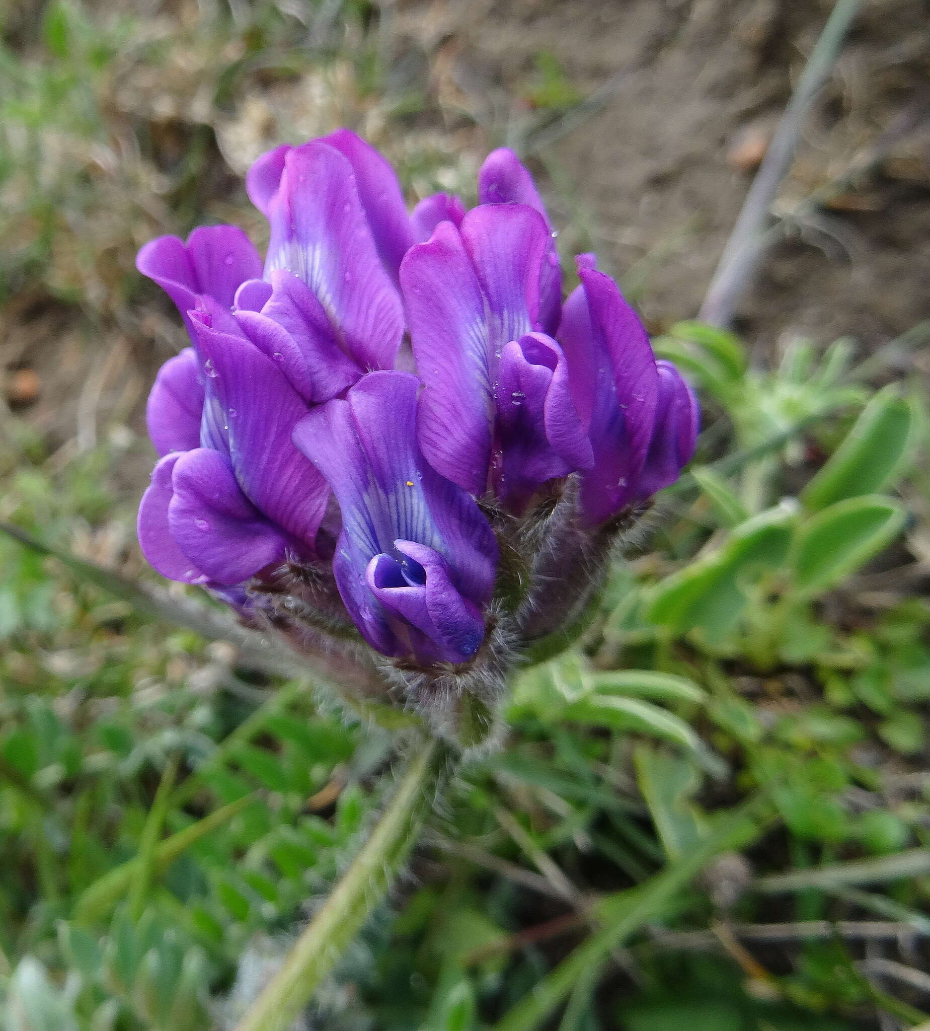 Image of Haller's Oxytropis