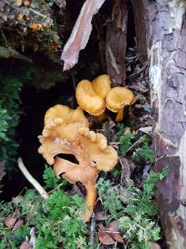 Image of Craterellus lutescens (Fr.) Fr. 1838