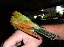 Image of Rainbow Bee-eater