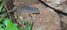 Image of Tarentola maioensis Schleich 1984