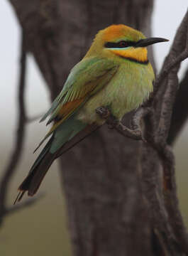 Image of Rainbow Bee-eater