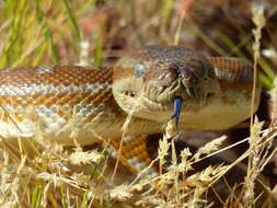 Image of Centralian Carpet Python