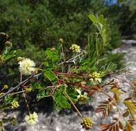 Image de Senegalia roemeriana (Scheele) Britton & Rose