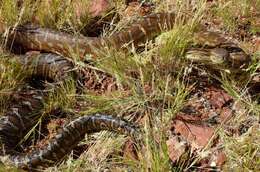 Image of Centralian Carpet Python