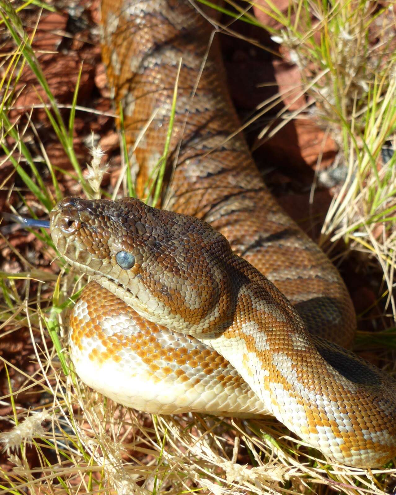 Image of Centralian Carpet Python