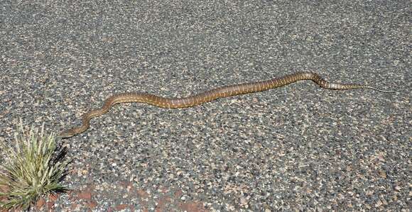 Image of Centralian Carpet Python