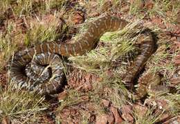 Image of Centralian Carpet Python