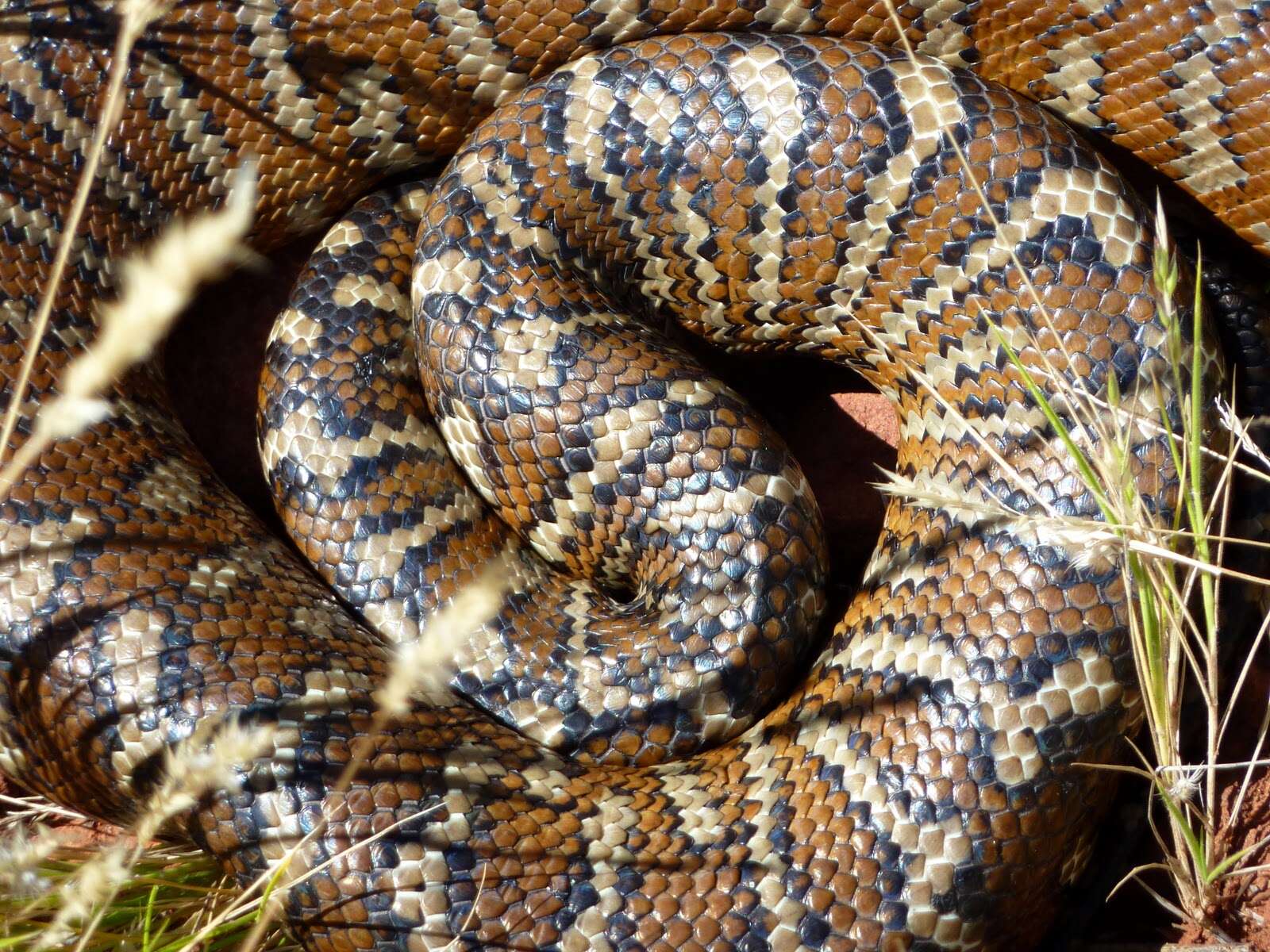 Image of Centralian Carpet Python