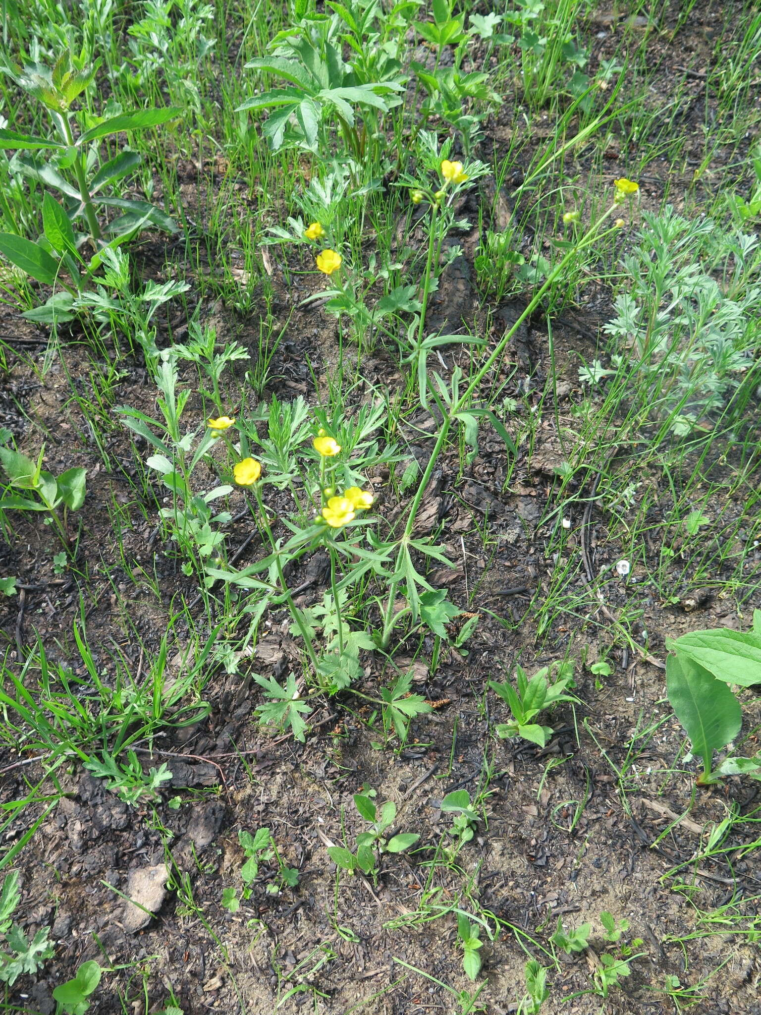 صورة Ranunculus japonicus Thunb.