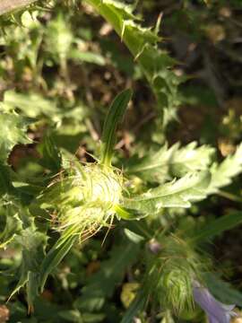 Plancia ëd Cleonia lusitanica (L.) L.