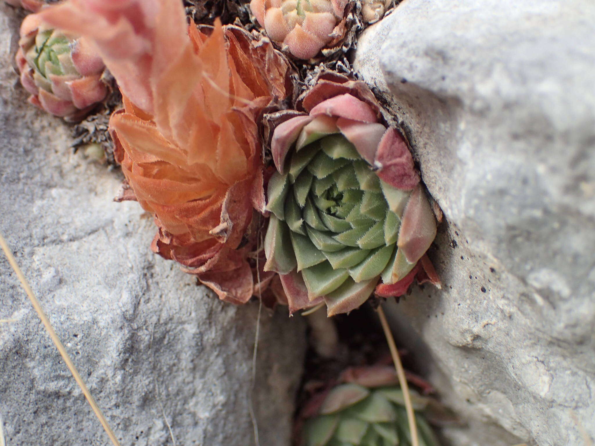 Image of Sempervivum marmoreum Griseb.