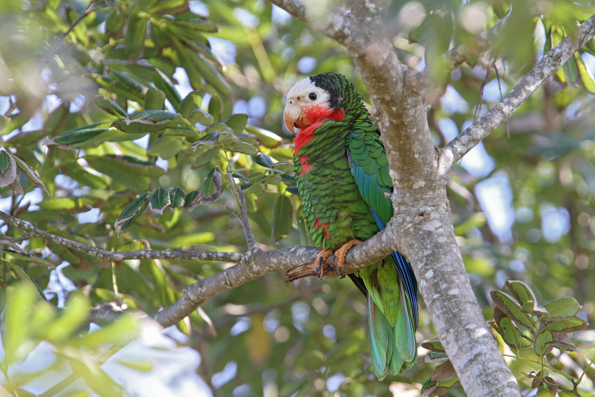 Image of Amazona leucocephala bahamensis (Bryant & H 1867)