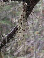 Image of Mountain oakmoss lichen