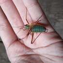 Image of Alpine Saw Bush-cricket