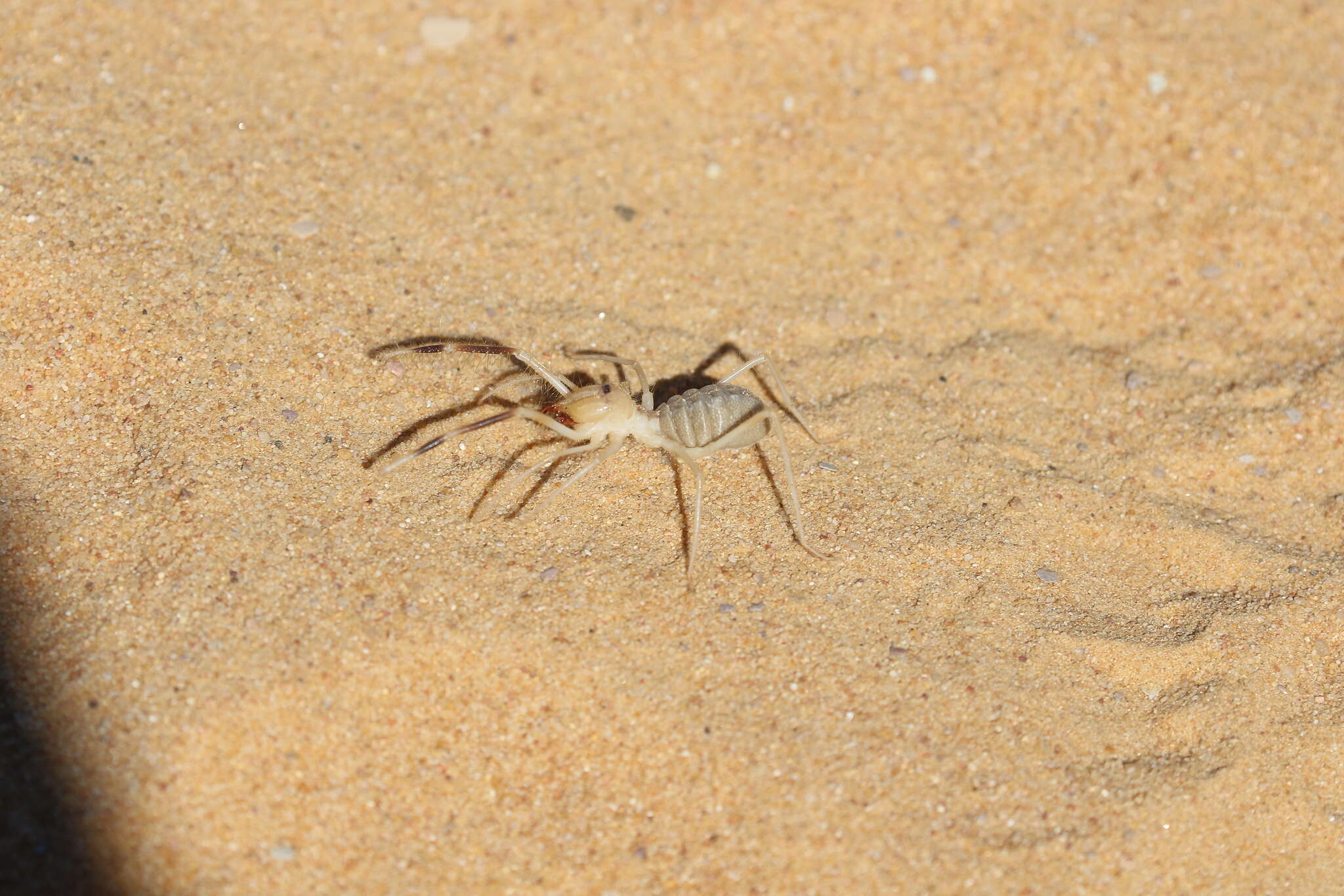 Image of Galeodes arabs C. L. Koch 1842