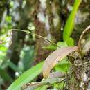 Image of brown-flower butterfly orchid