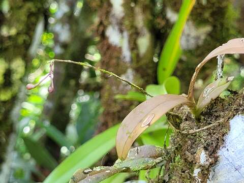 Слика од Epidendrum anceps Jacq.