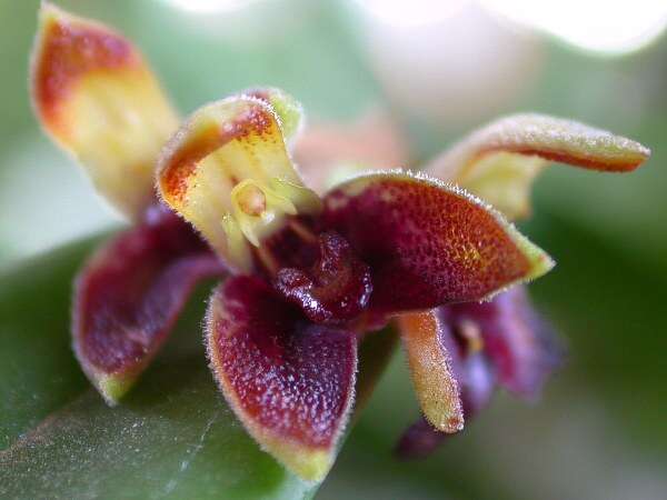 Image of Acianthera aphthosa (Lindl.) Pridgeon & M. W. Chase