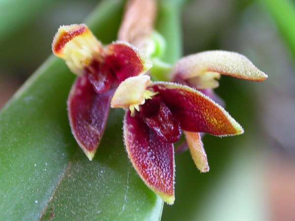 Image of Acianthera aphthosa (Lindl.) Pridgeon & M. W. Chase