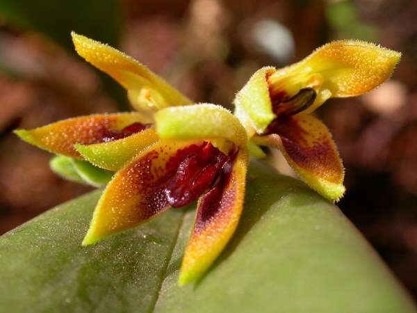 Image of Acianthera aphthosa (Lindl.) Pridgeon & M. W. Chase