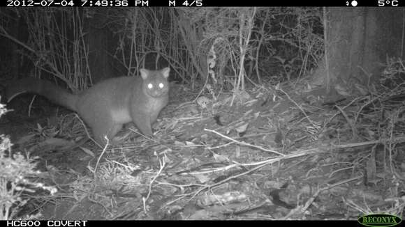 Image of Mountain Brushtail Possum