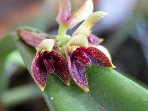 Acianthera aphthosa (Lindl.) Pridgeon & M. W. Chase的圖片