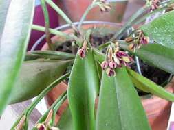 Image of Acianthera aphthosa (Lindl.) Pridgeon & M. W. Chase