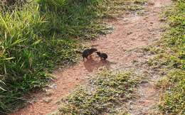 Image of Yellow-toothed cavy