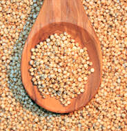 Image of quinoa