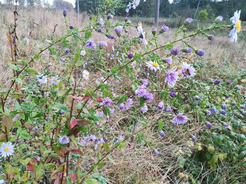 Image of Symphyotrichum versicolor (Willd.) G. L. Nesom