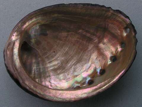 Image of Black Abalone